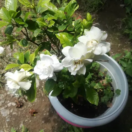 Rose Garden